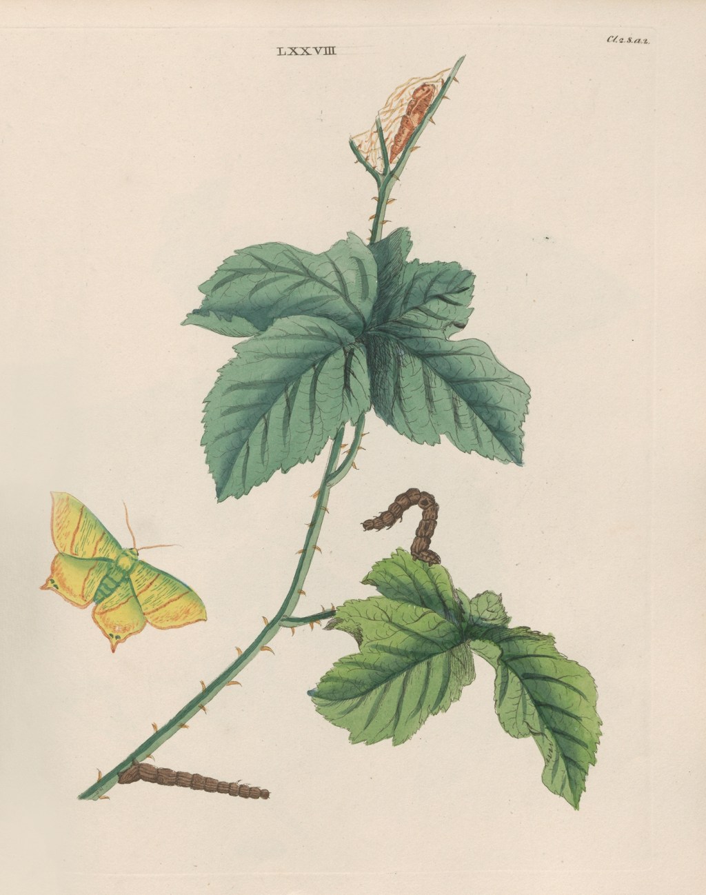 Poem – “More Thorns Than a Garden” –&nbsp;5/10/2026